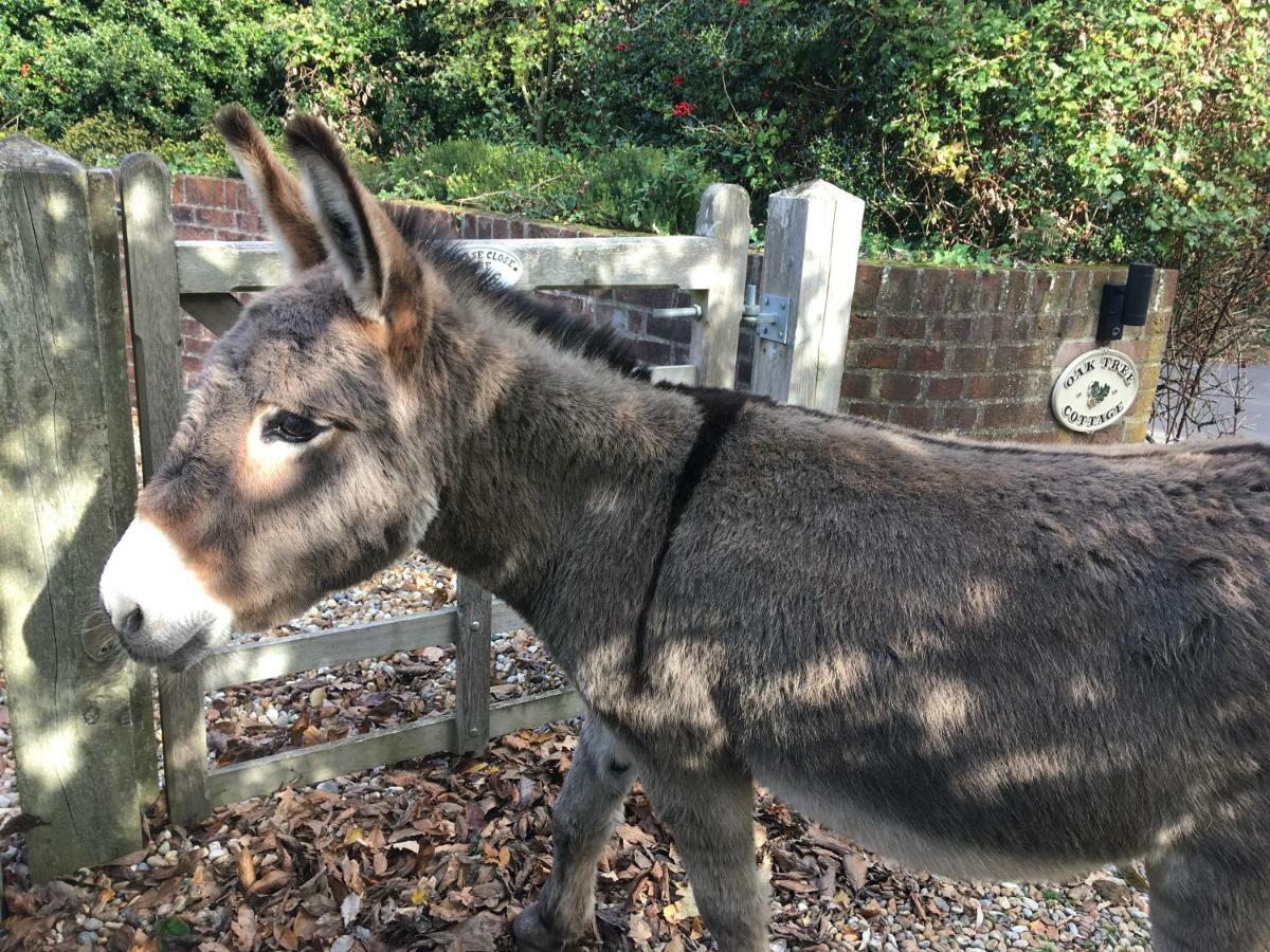 Oak Tree Cottage, Charming, Rural New Forest Home Boldre エクステリア 写真